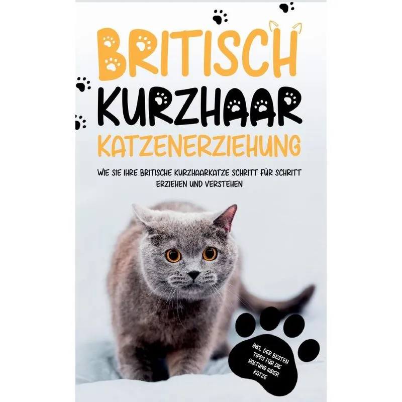 Britisch Kurzhaar Katzenerziehung