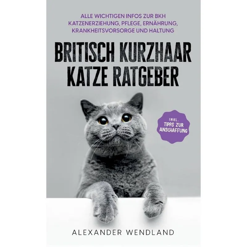 Britisch Kurzhaar Katze Ratgeber