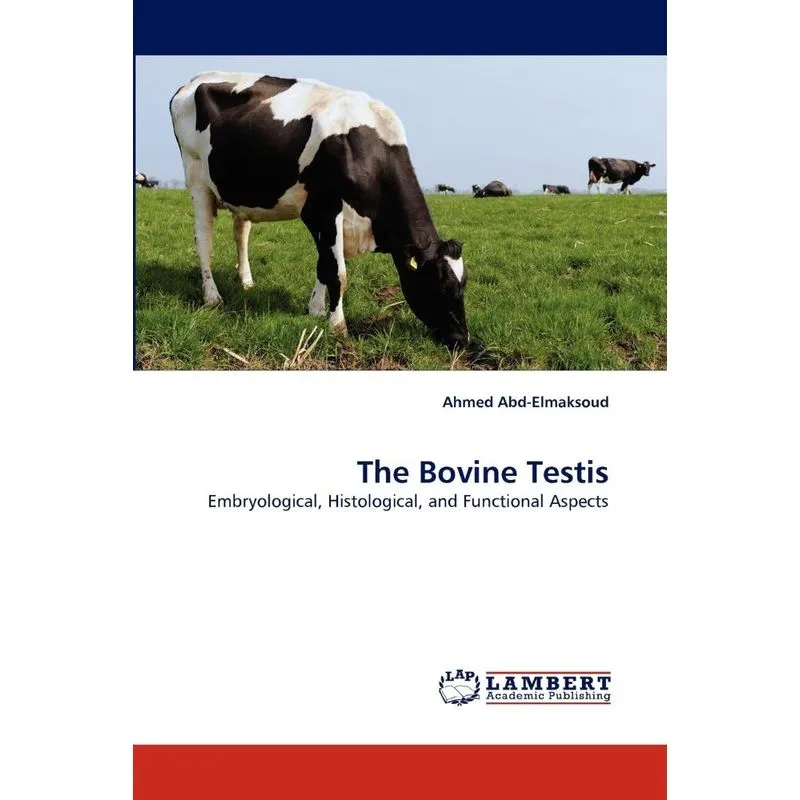 The Bovine Testis