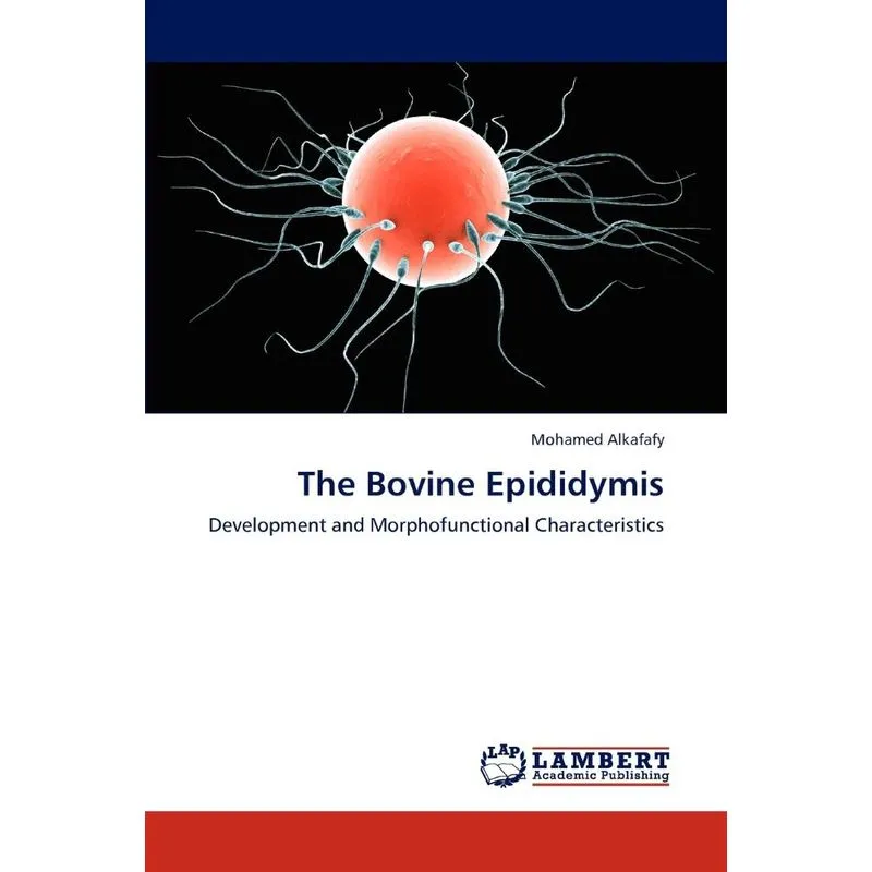 The Bovine Epididymis