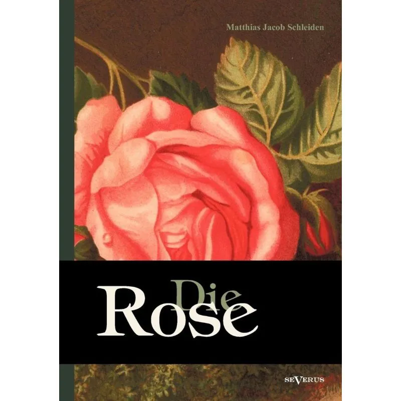 Die Rose