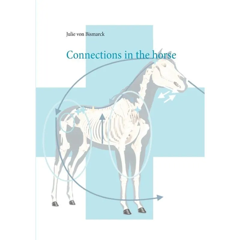 Connections in the horse