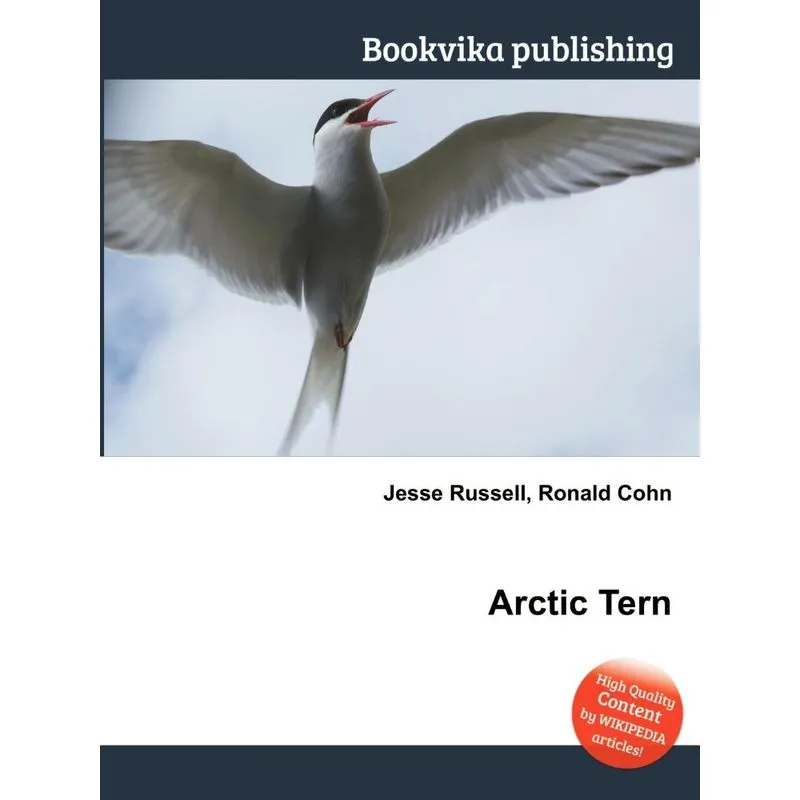 Arctic Tern