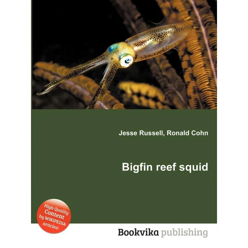 Bigfin Reef Squid