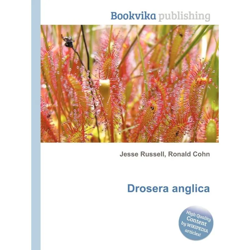 Drosera Anglica