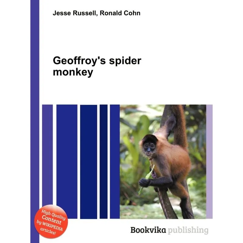 Geoffroys Spider Monkey