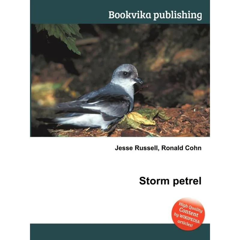 Storm Petrel