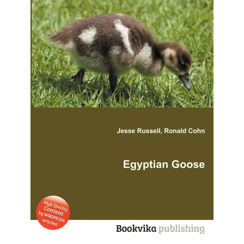 Egyptian Goose