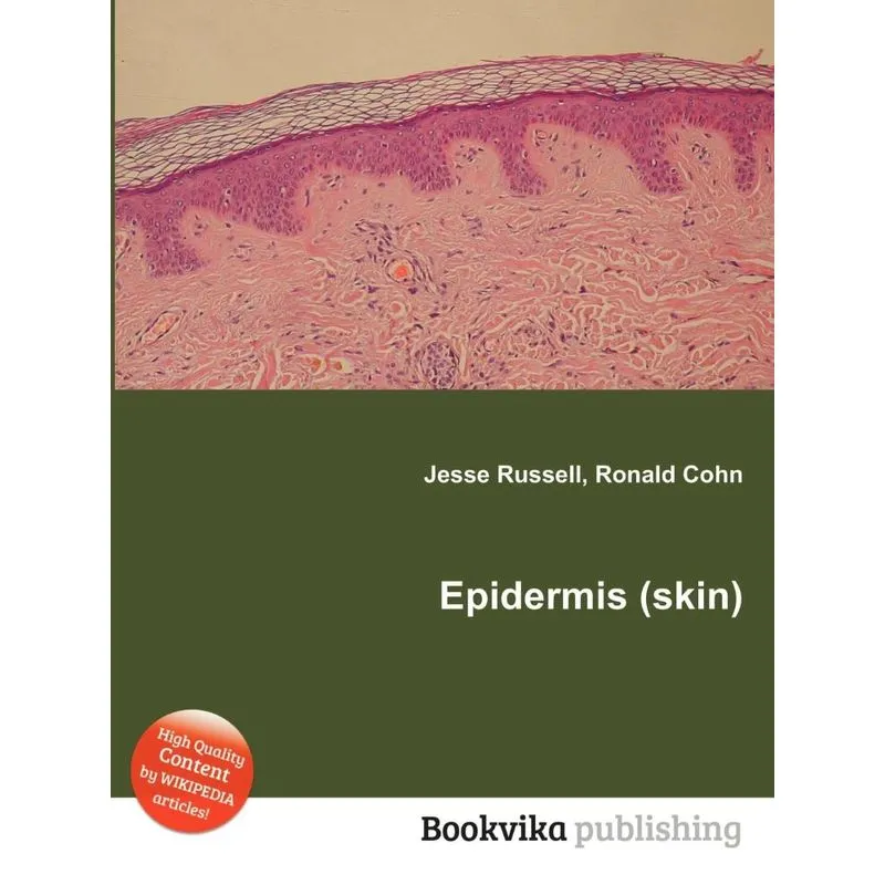 Epidermis (Skin)