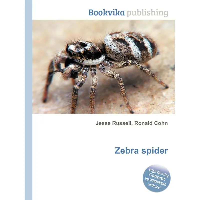 Zebra Spider