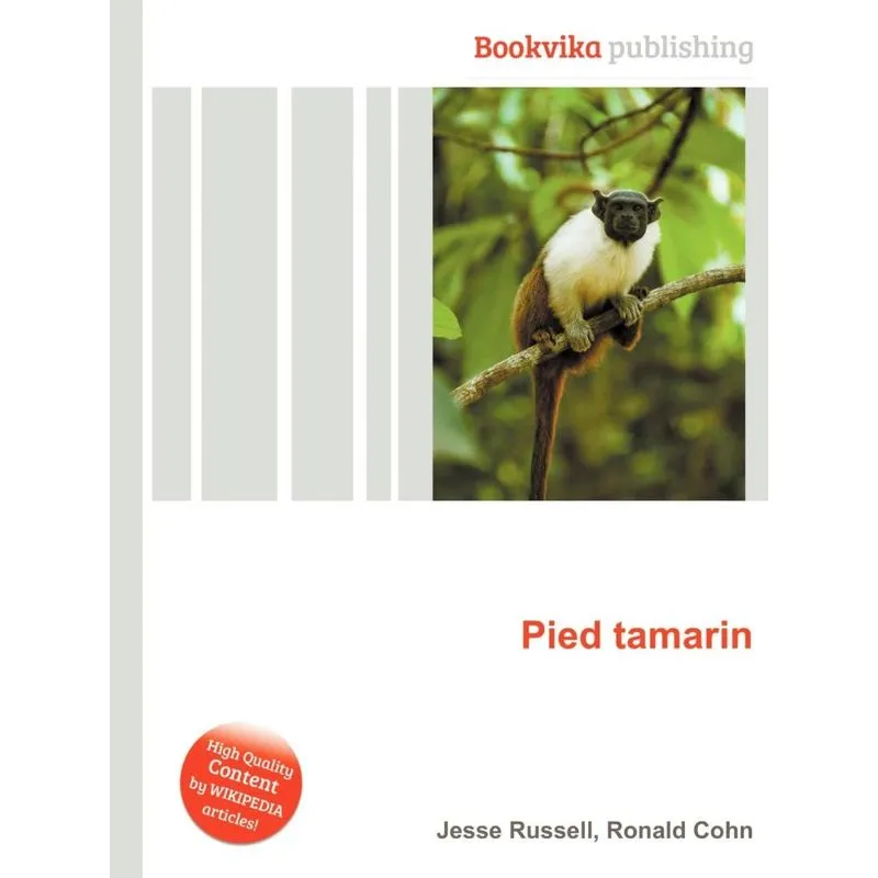 Pied Tamarin