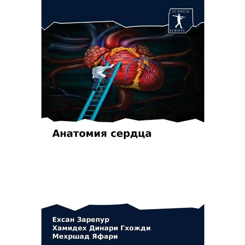 Анатомия Сердца