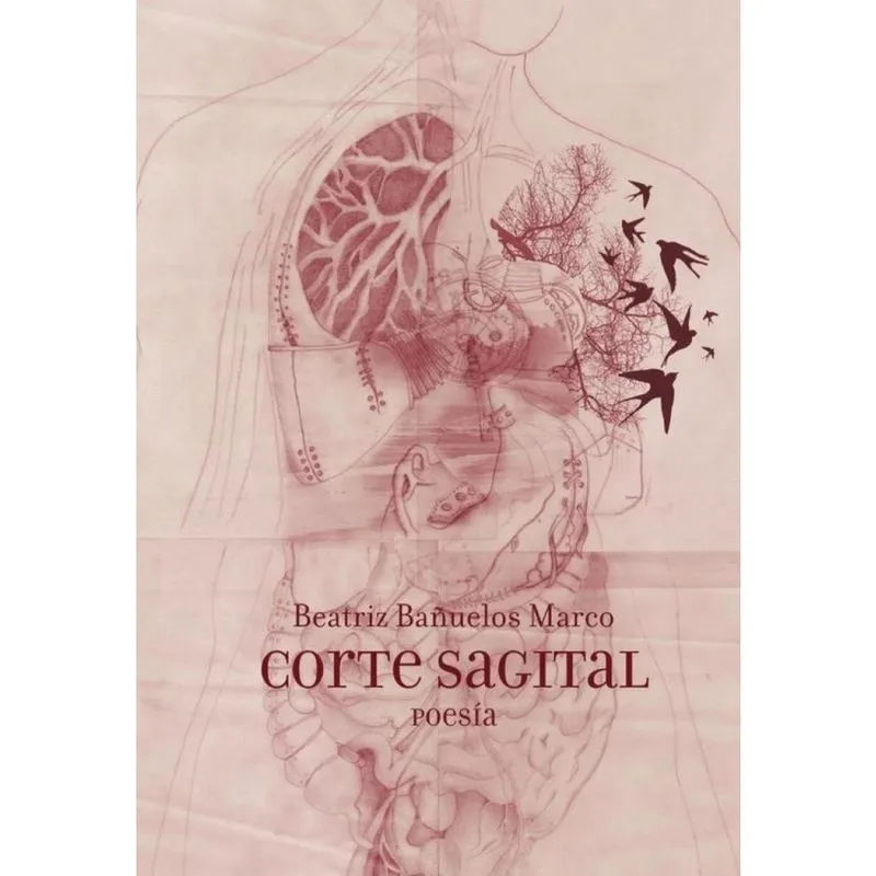 Corte Sagital - Espanhol