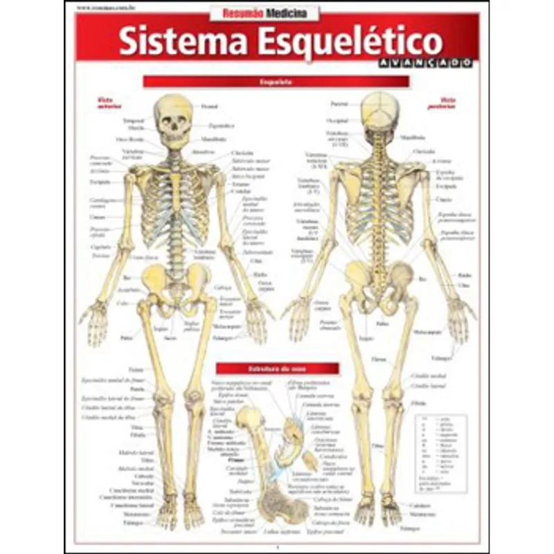 SISTEMA ESQUELÉTICO AVANÇADO