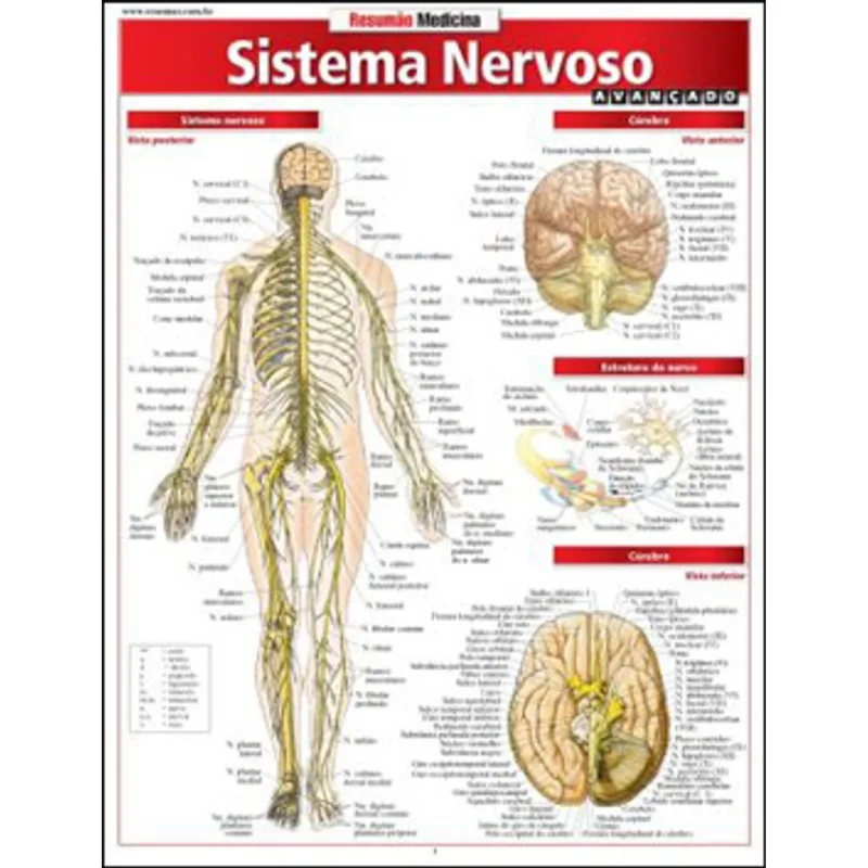 SISTEMA NERVOSO AVANÇADO
