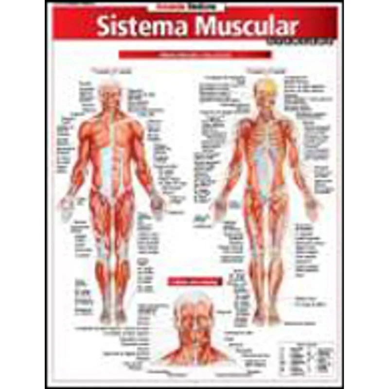 SISTEMA MUSCULAR AVANÇADO