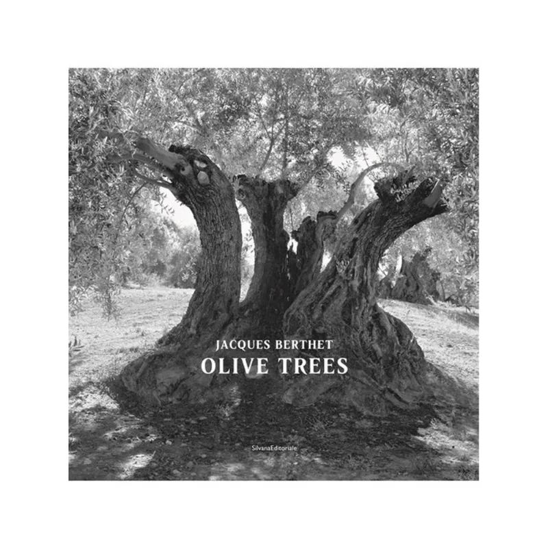 OLIVE TREES