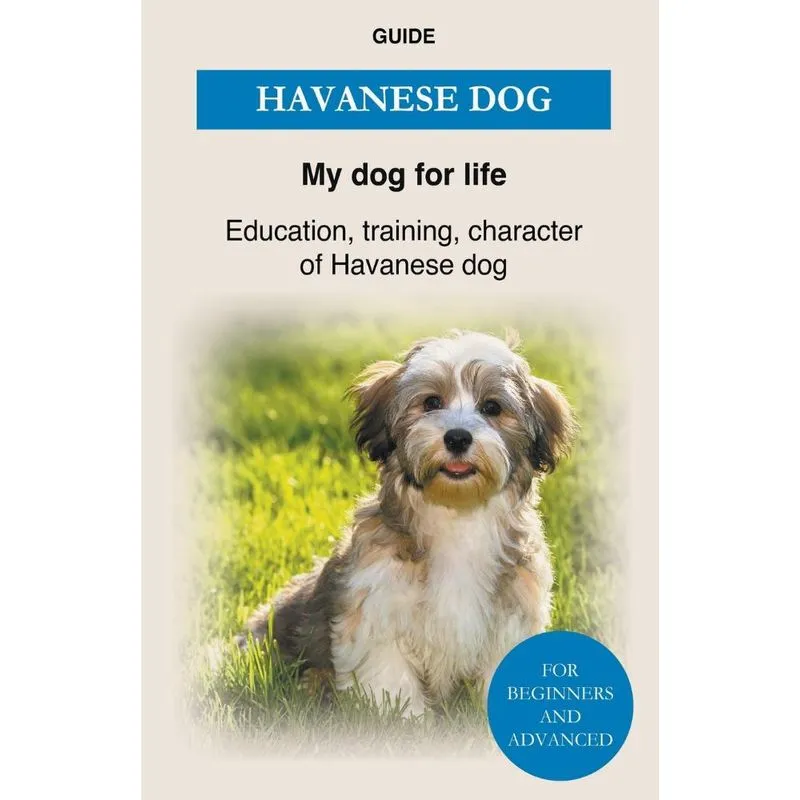 Havanese Dog
