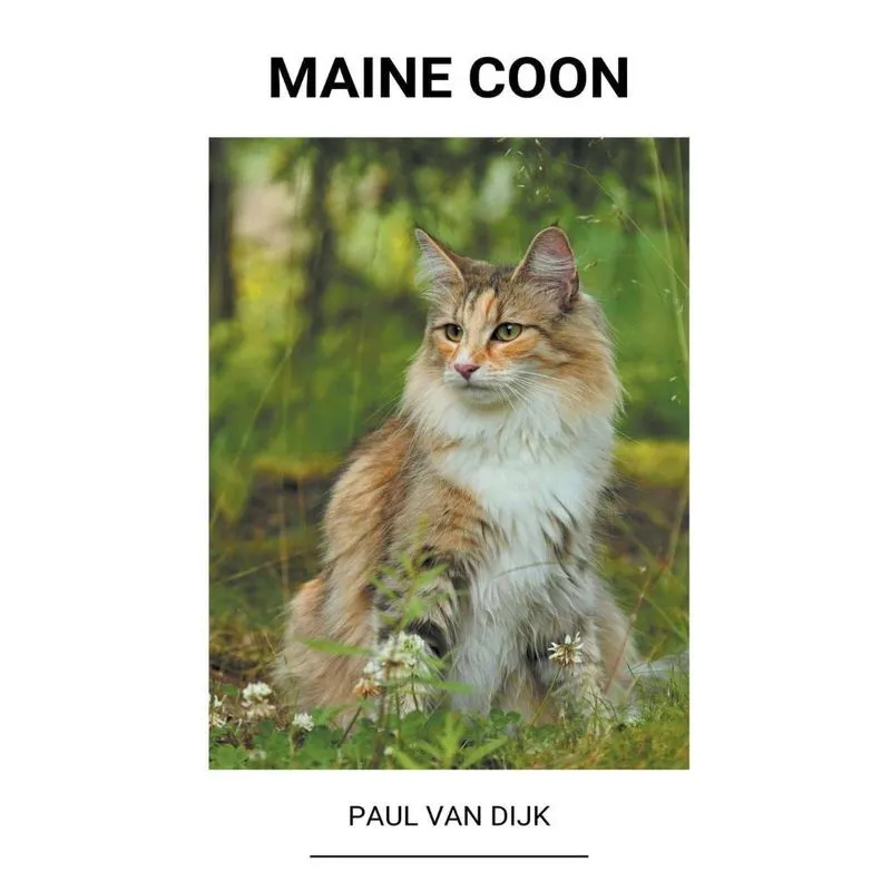 Maine Coon