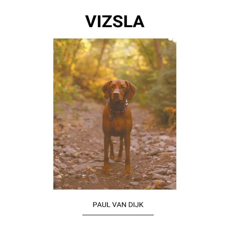 Vizsla