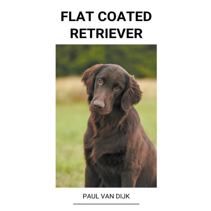 Flat Coated Retriever