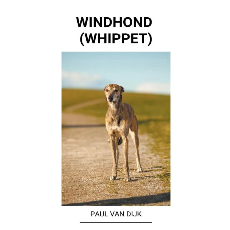 Windhond (Whippet)