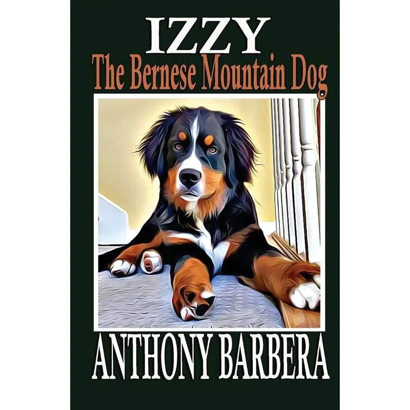 Izzy The Bernese Mountain Dog